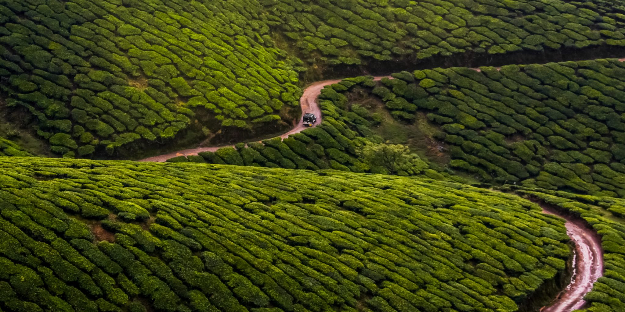 IMG_3707 Top view of tea gardens from munnar.